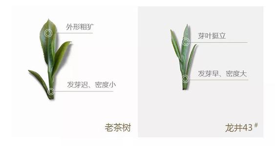 43號(hào)龍井屬于好茶嗎，龍井茶43號(hào)是什么意思？