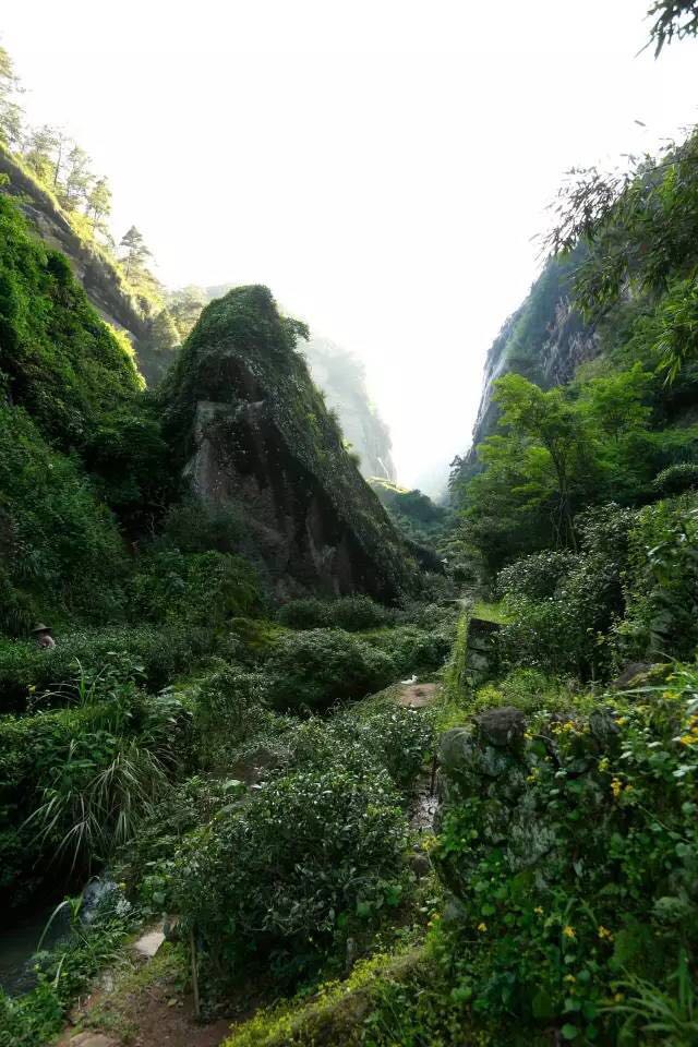 武夷山為什么盛產茶葉，武夷山茶為什么好喝？