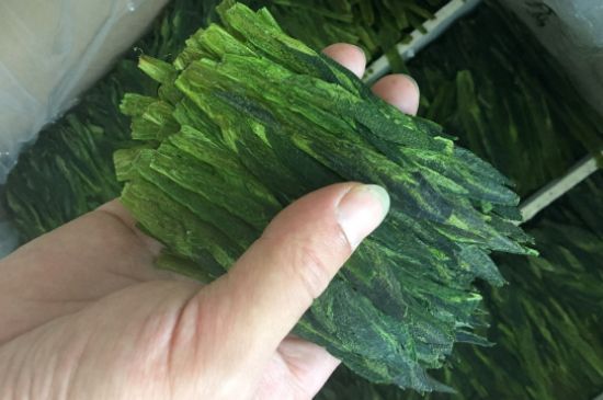 什么綠茶味道濃香，那個綠茶比較濃香？