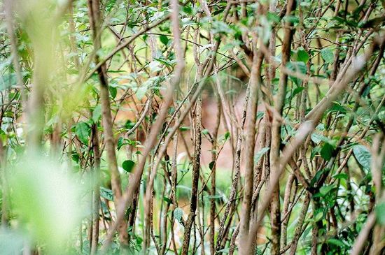 荒野銀針有什么特點，荒野銀針的味道口感咋樣？