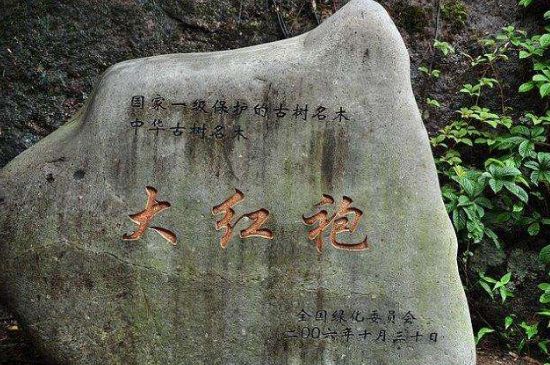 母樹大紅袍給誰喝了，為什么母樹大紅袍叫三棵六株？