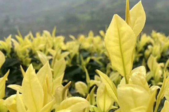 茶中奇葩黃金芽，安吉白茶中黃金芽的特點