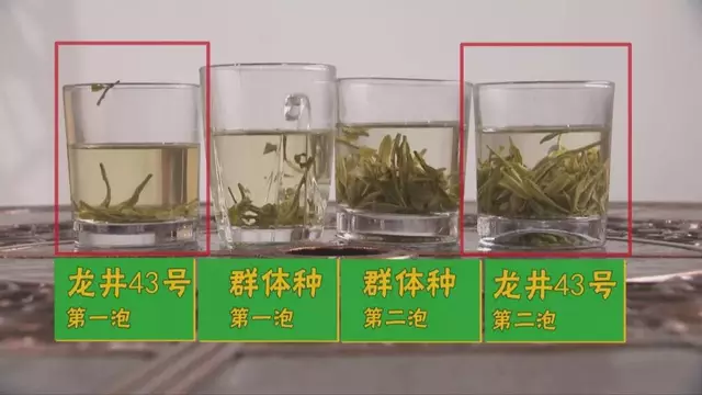 烏牛早和龍井的區(qū)別圖片，龍井43號和烏牛早茶的對比