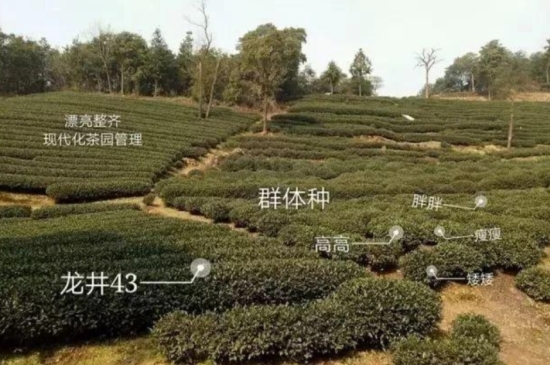 43號(hào)龍井屬于好茶嗎，龍井茶43號(hào)是什么意思？