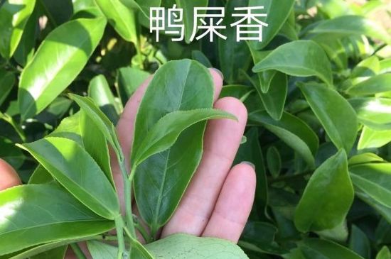 鴨屎香和大烏葉是同一種茶葉嗎，單叢大烏葉和鴨屎香有什么區(qū)別？