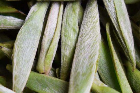 荒野銀針有什么特點，荒野銀針的味道口感咋樣？