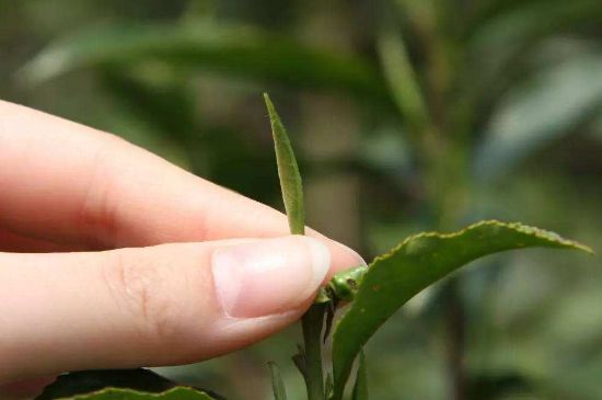 哪種金駿眉好，什么樣的金駿眉比較好