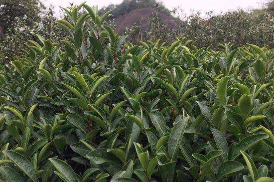 馬頭巖肉桂是大紅袍嗎，大紅袍肉桂屬于什么茶？