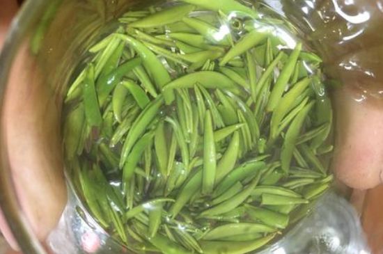 雀舌有一股青草味，雀舌為什么有青草味？