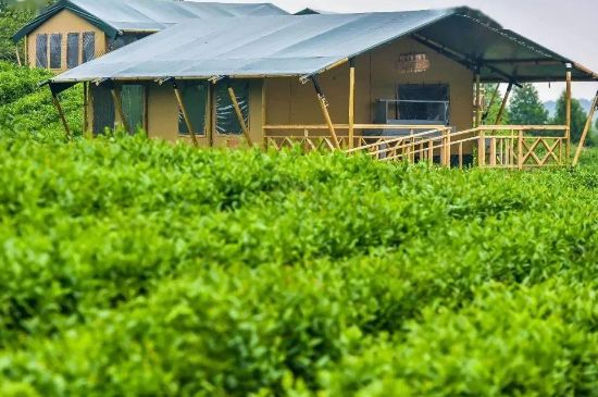 金壇雀舌算不算好茶，金壇雀舌屬于什么檔次茶葉？