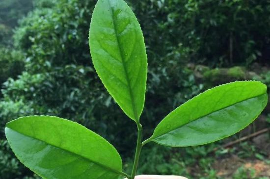 鋸朵仔跟鴨屎香哪個(gè)貴，鋸朵子和鴨屎香哪個(gè)好喝？