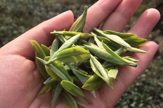 福建什么茶葉最出名，福建名茶有哪些？