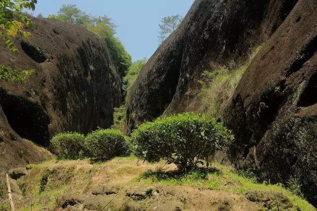 武夷山為什么盛產茶葉，武夷山茶為什么好喝？