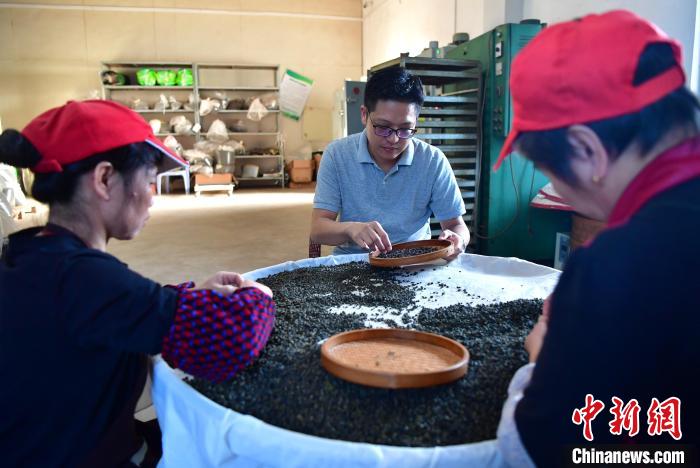 圖為張?jiān)涝谏a(chǎn)車間內(nèi)與工人一起查看茶葉品質(zhì)?！埍?攝