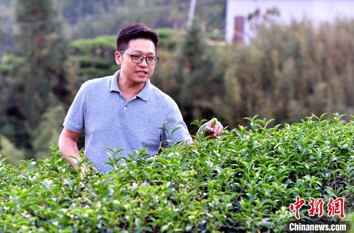 “臺(tái)二代”張?jiān)栏＝ㄉ钌椒N茶十年：“來了，就對(duì)了”